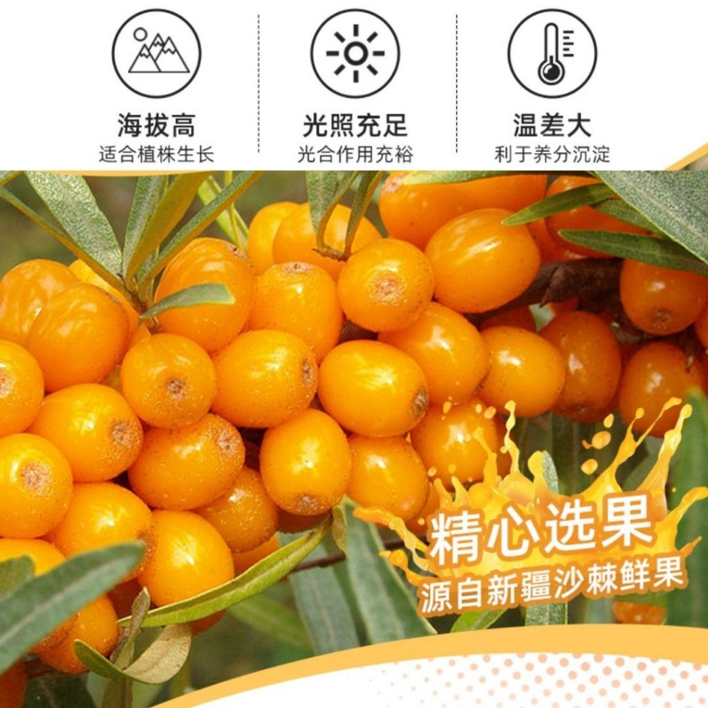 500ml 100% High Vitamin C Pure Seabuckthorn Juice 高维生素C 无添加纯沙棘果汁*Preservative Free 无防腐剂No Added Sugar Sajee Juice