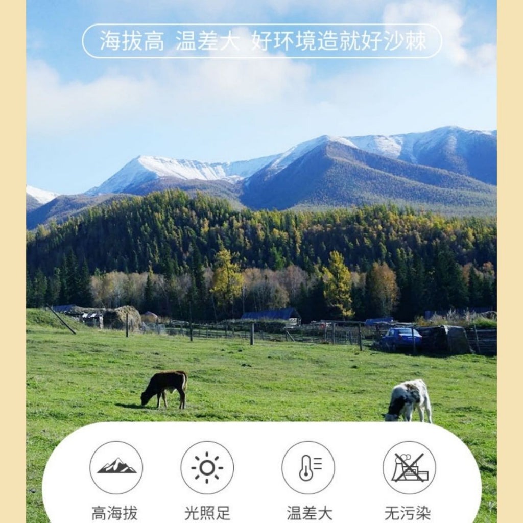 500ml 100% High Vitamin C Pure Seabuckthorn Juice 高维生素C 无添加纯沙棘果汁*Preservative Free 无防腐剂No Added Sugar Sajee Juice