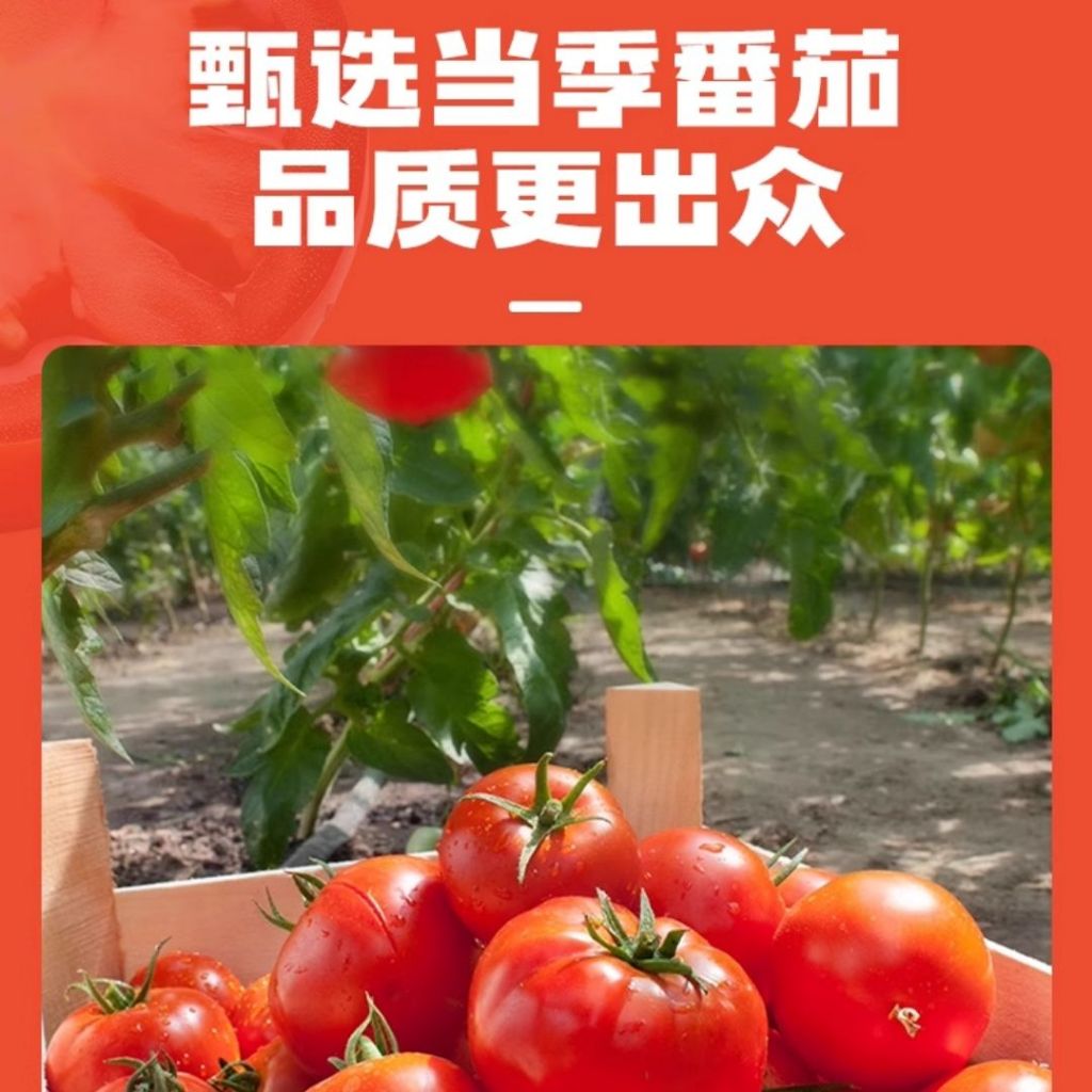 50g 无蔗糖阳光番茄浓汤 番茄汤底 Sunshine Tomato Soup Base Hotpot Soup Sugar Free Tomato Soup Base