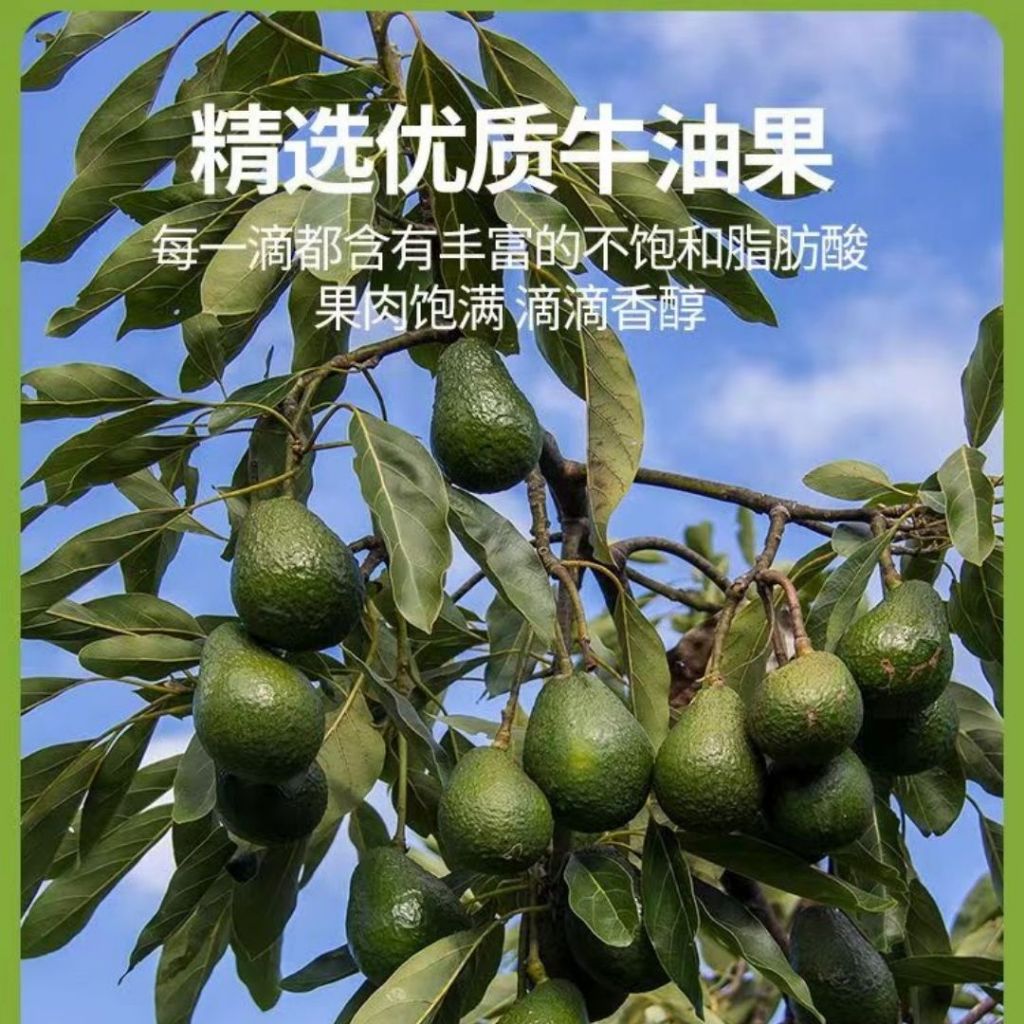 1000ml Cold-pressed Avocado Cooking Oil 冷初榨牛油果煮菜油 健康牛油果煮菜油