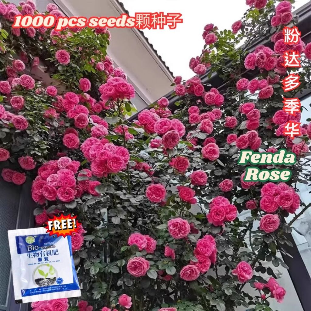 1000颗pcs 爬墙月季花种子 Biji Benih Bunga Rose Climbing Rose Flower Seed 蔷薇花种子 Rose Seeds 玫瑰花种子