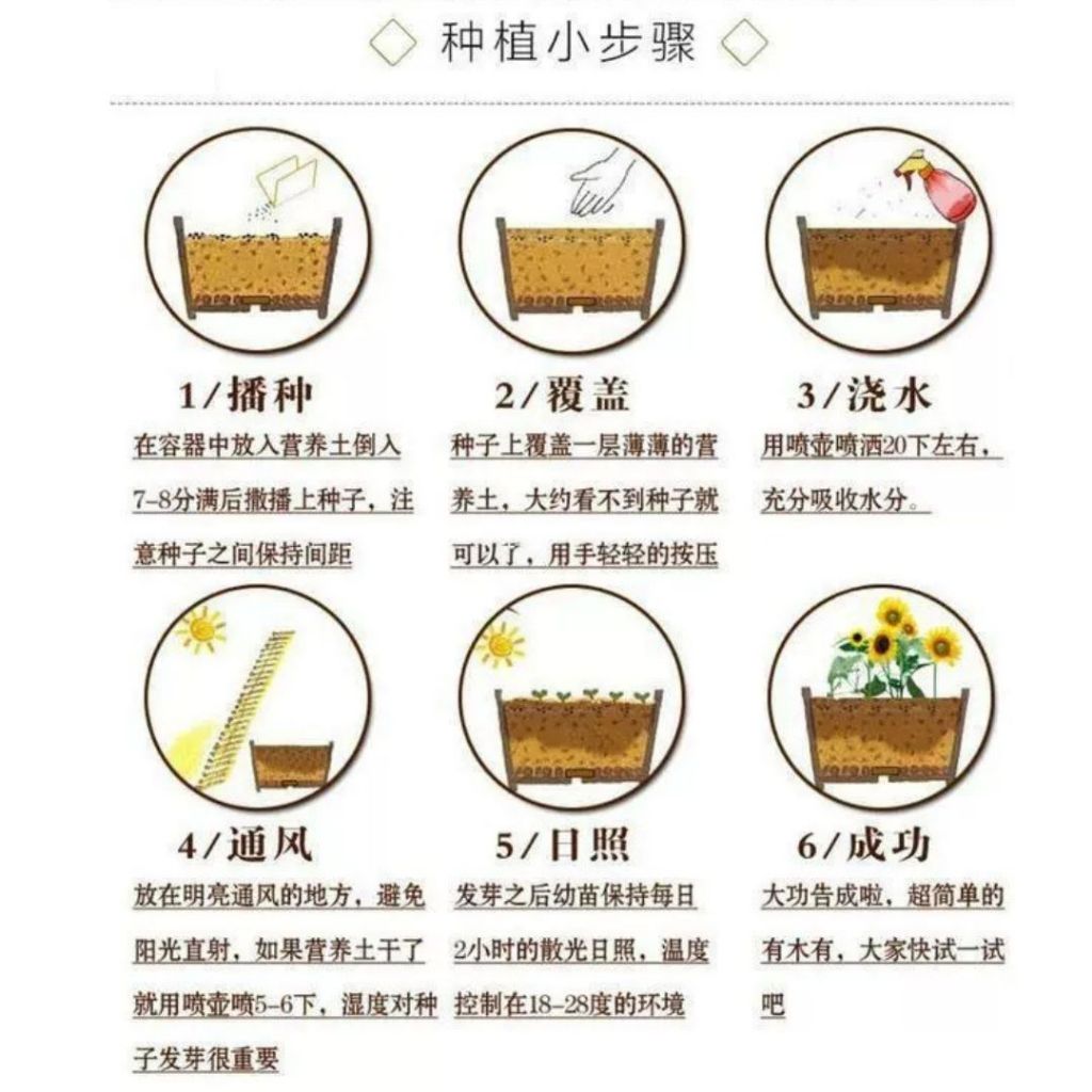 1000颗pcs 爬墙月季花种子 Biji Benih Bunga Rose Climbing Rose Flower Seed 蔷薇花种子 Rose Seeds 玫瑰花种子