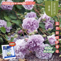 1000颗pcs 爬墙月季花种子 Biji Benih Bunga Rose Climbing Rose Flower Seed 蔷薇花种子 Rose Seeds 玫瑰花种子
