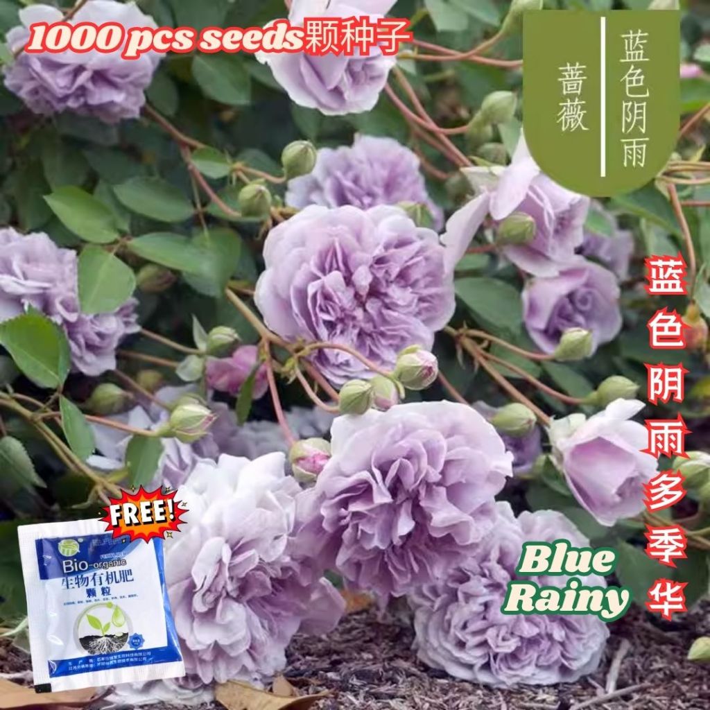 1000颗pcs 爬墙月季花种子 Biji Benih Bunga Rose Climbing Rose Flower Seed 蔷薇花种子 Rose Seeds 玫瑰花种子