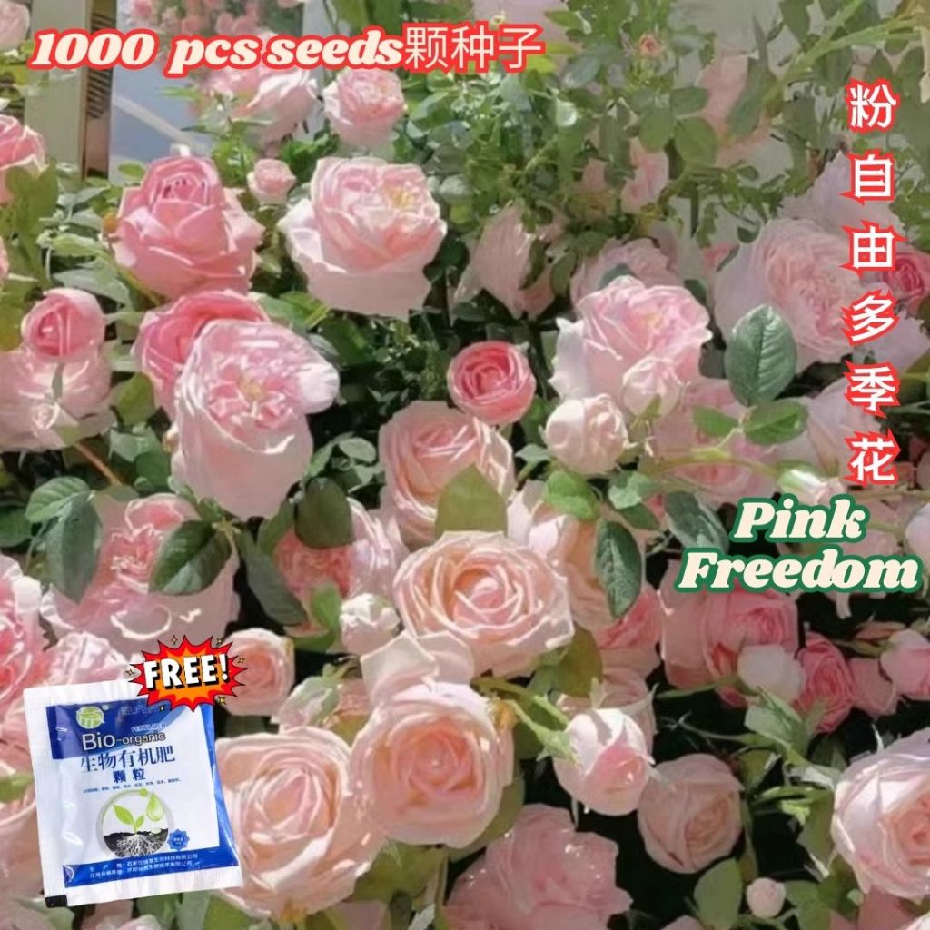 1000颗pcs 爬墙月季花种子 Biji Benih Bunga Rose Climbing Rose Flower Seed 蔷薇花种子 Rose Seeds 玫瑰花种子