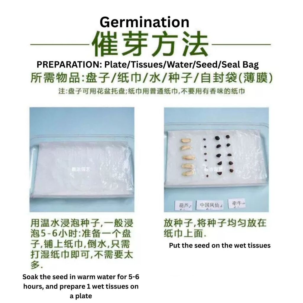 1000颗pcs 爬墙月季花种子 Biji Benih Bunga Rose Climbing Rose Flower Seed 蔷薇花种子 Rose Seeds 玫瑰花种子