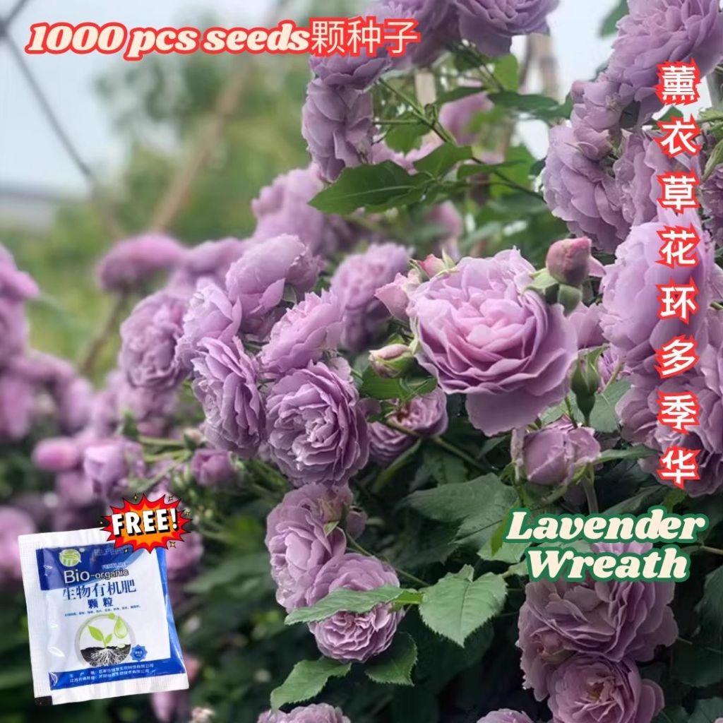 1000颗pcs 爬墙月季花种子 Biji Benih Bunga Rose Climbing Rose Flower Seed 蔷薇花种子 Rose Seeds 玫瑰花种子