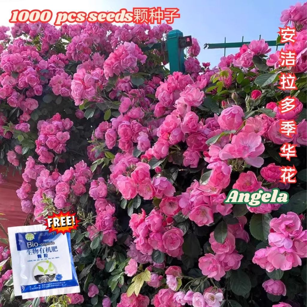1000颗pcs 爬墙月季花种子 Biji Benih Bunga Rose Climbing Rose Flower Seed 蔷薇花种子 Rose Seeds 玫瑰花种子