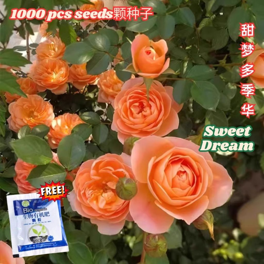 1000颗pcs 爬墙月季花种子 Biji Benih Bunga Rose Climbing Rose Flower Seed 蔷薇花种子 Rose Seeds 玫瑰花种子
