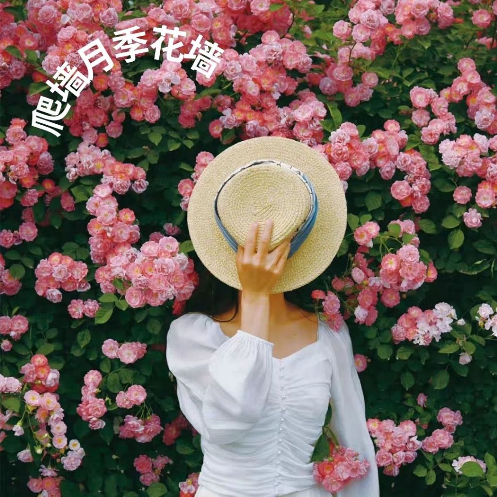 1000颗pcs 爬墙月季花种子 Biji Benih Bunga Rose Climbing Rose Flower Seed 蔷薇花种子 Rose Seeds 玫瑰花种子
