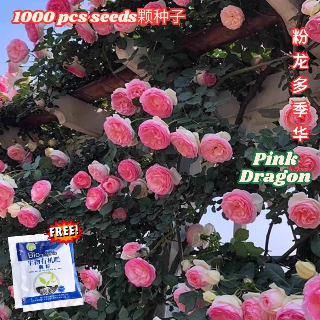 1000颗pcs 爬墙月季花种子 Biji Benih Bunga Rose Climbing Rose Flower Seed 蔷薇花种子 Rose Seeds 玫瑰花种子