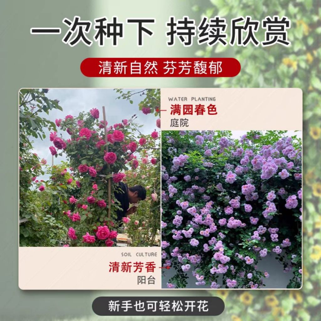 1000颗pcs 爬墙月季花种子 Biji Benih Bunga Rose Climbing Rose Flower Seed 蔷薇花种子 Rose Seeds 玫瑰花种子