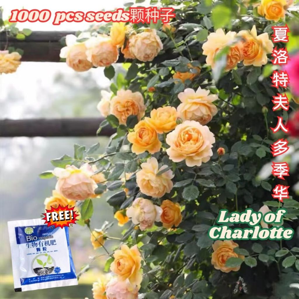 1000颗pcs 爬墙月季花种子 Biji Benih Bunga Rose Climbing Rose Flower Seed 蔷薇花种子 Rose Seeds 玫瑰花种子