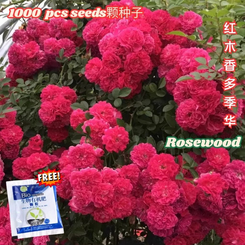 1000颗pcs 爬墙月季花种子 Biji Benih Bunga Rose Climbing Rose Flower Seed 蔷薇花种子 Rose Seeds 玫瑰花种子