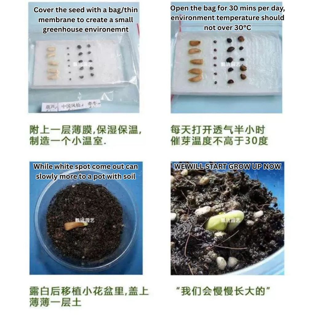 1000颗pcs 爬墙月季花种子 Biji Benih Bunga Rose Climbing Rose Flower Seed 蔷薇花种子 Rose Seeds 玫瑰花种子