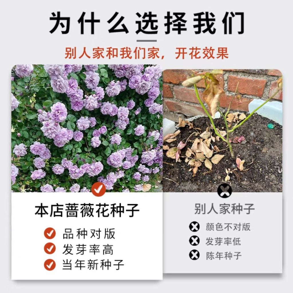 1000颗pcs 爬墙月季花种子 Biji Benih Bunga Rose Climbing Rose Flower Seed 蔷薇花种子 Rose Seeds 玫瑰花种子
