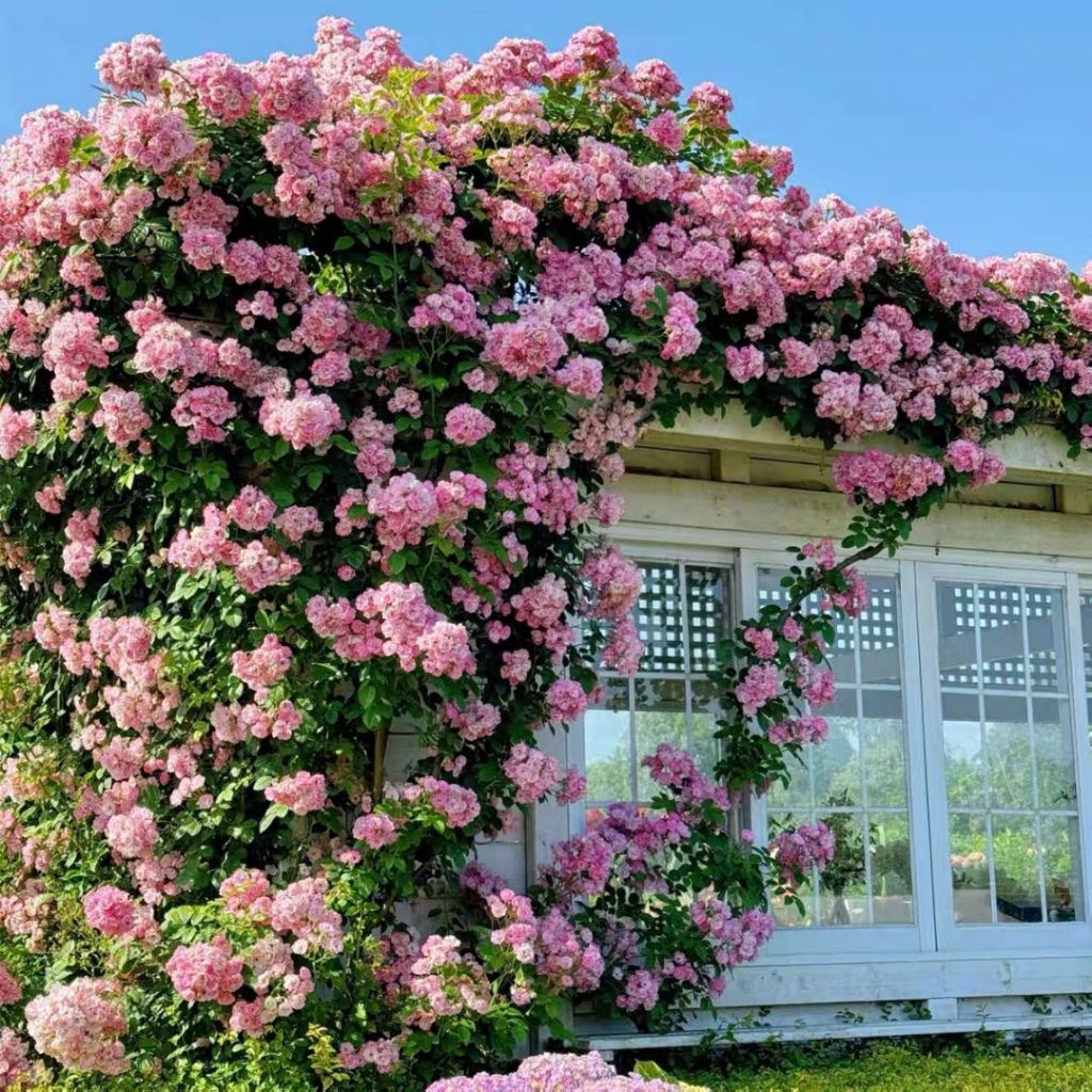 1000颗pcs 爬墙月季花种子 Biji Benih Bunga Rose Climbing Rose Flower Seed 蔷薇花种子 Rose Seeds 玫瑰花种子