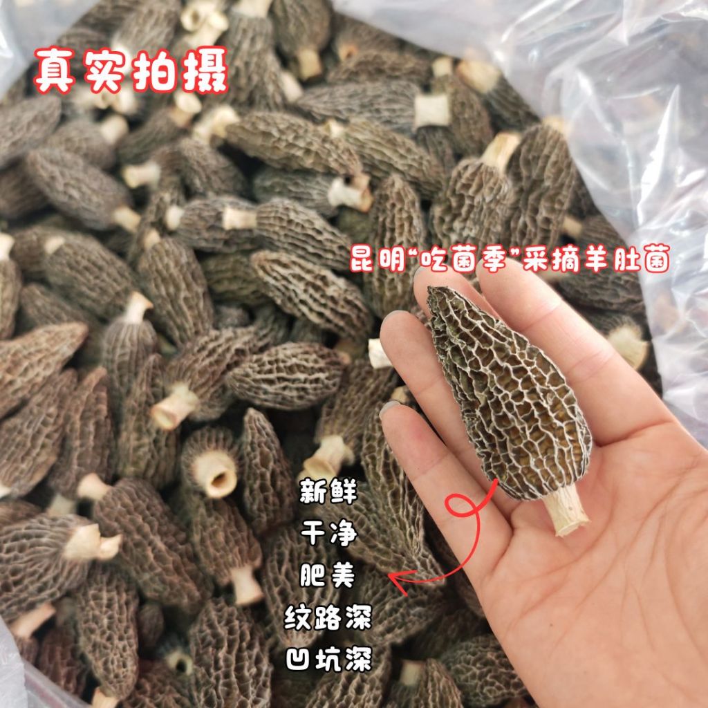 2025年 高质量云南羊肚菌 干货羊肚菌 Yunnan Kunming Dried Morels Year 2025 Morels Mushroom