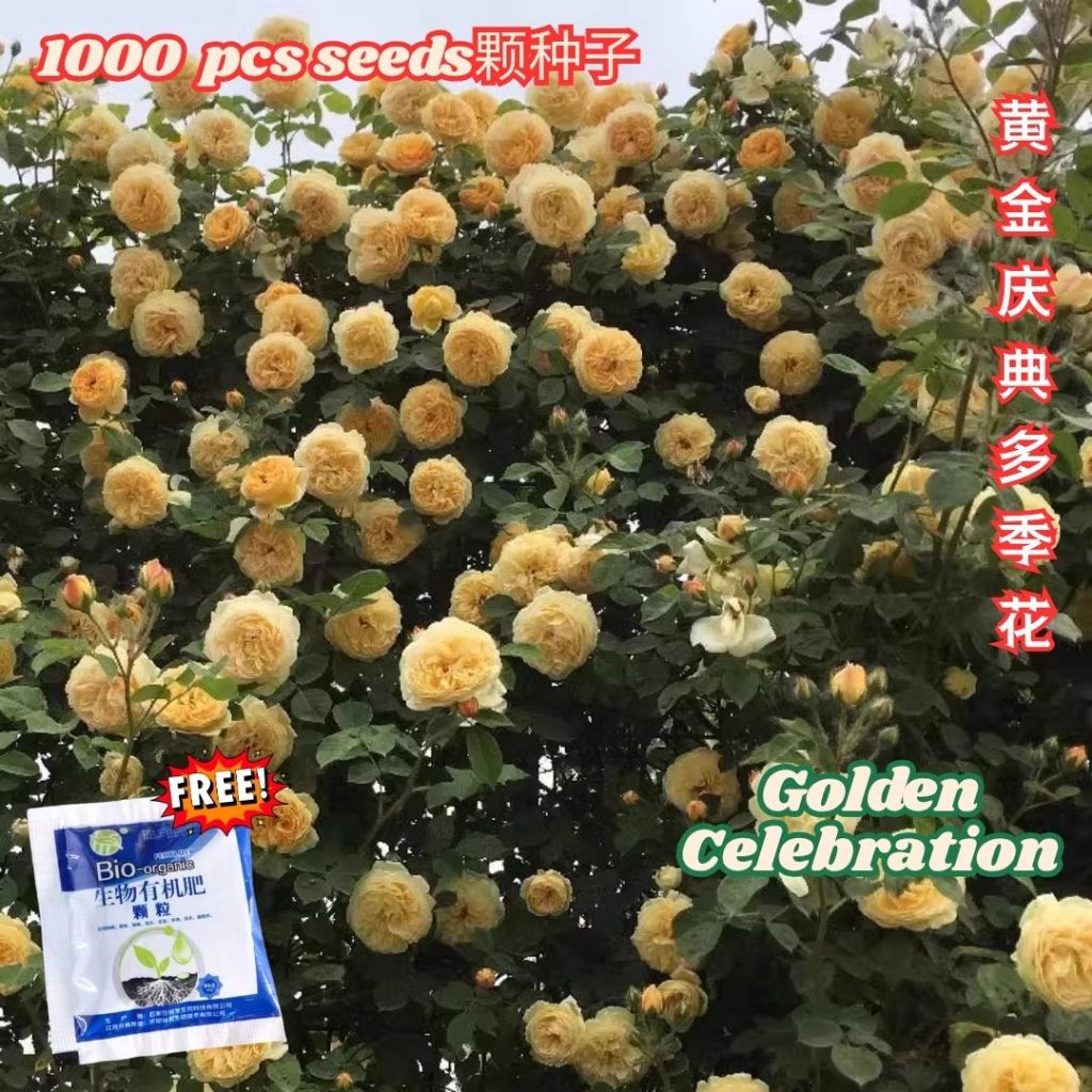 1000颗pcs 爬墙月季花种子 Biji Benih Bunga Rose Climbing Rose Flower Seed 蔷薇花种子 Rose Seeds 玫瑰花种子