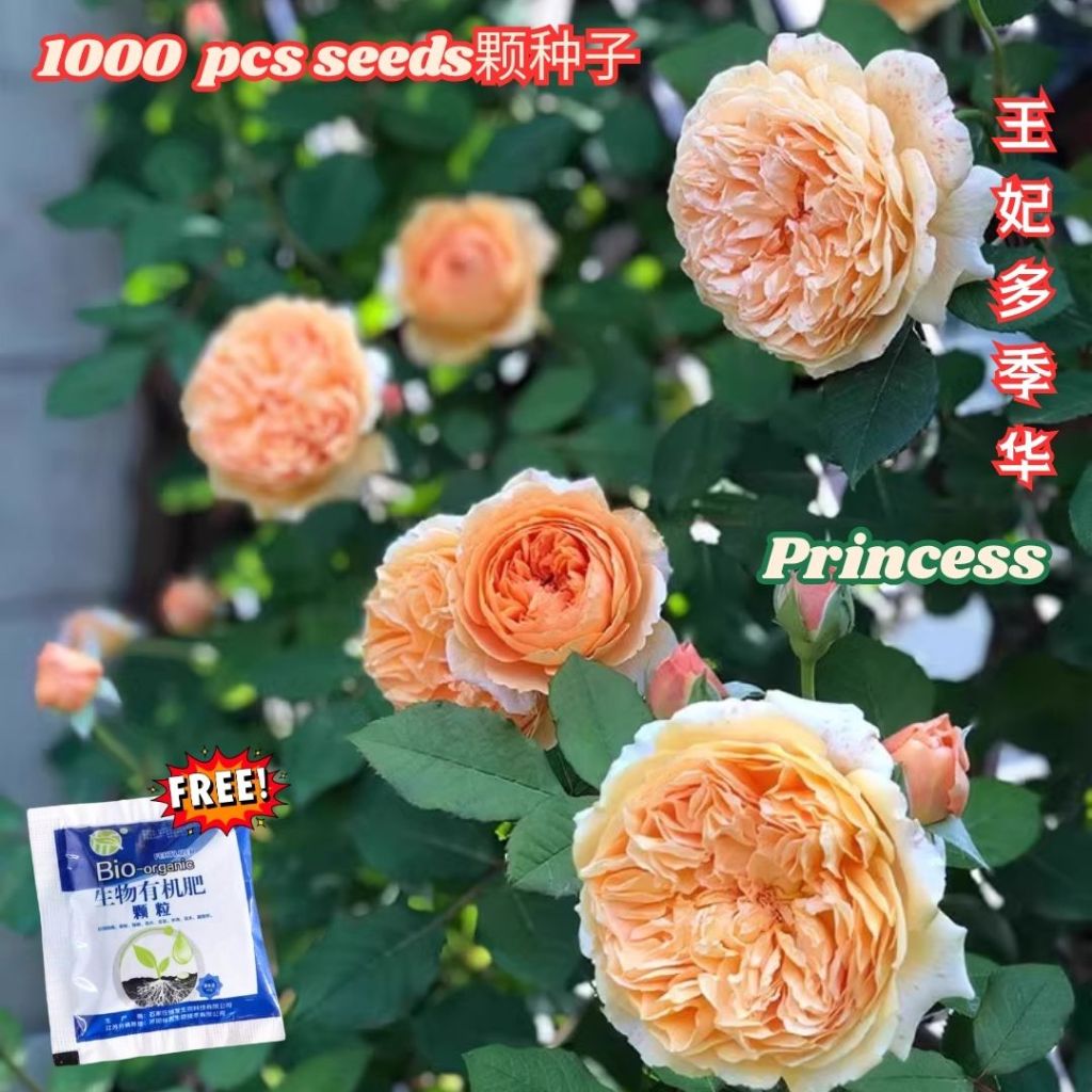 1000颗pcs 爬墙月季花种子 Biji Benih Bunga Rose Climbing Rose Flower Seed 蔷薇花种子 Rose Seeds 玫瑰花种子