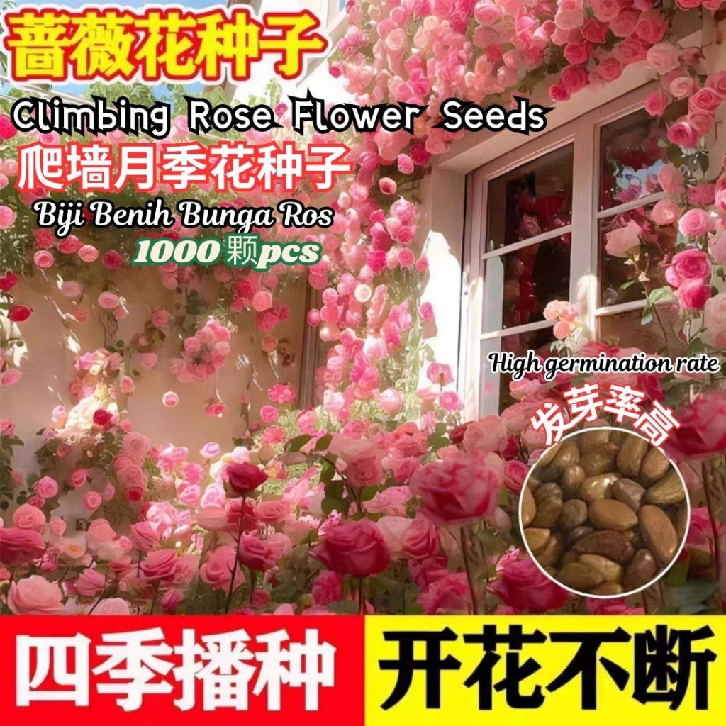 1000颗pcs 爬墙月季花种子 Biji Benih Bunga Rose Climbing Rose Flower Seed 蔷薇花种子 Rose Seeds 玫瑰花种子