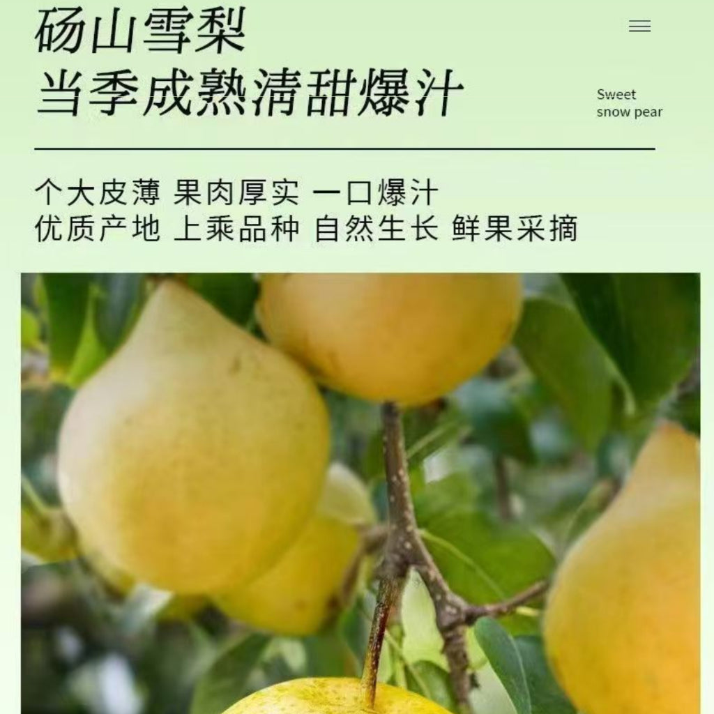 生津润燥 下火润喉 雪梨茉莉花茶 Pear Jasmine Flower Tea Freshen Throat