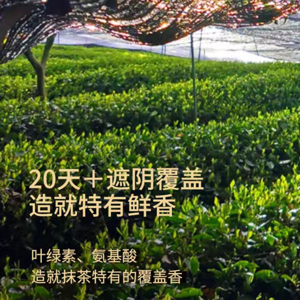贵州一级纯抹茶粉 First-class Matcha Powder No Sugar 无糖一级抹茶粉 Green Tea Powder