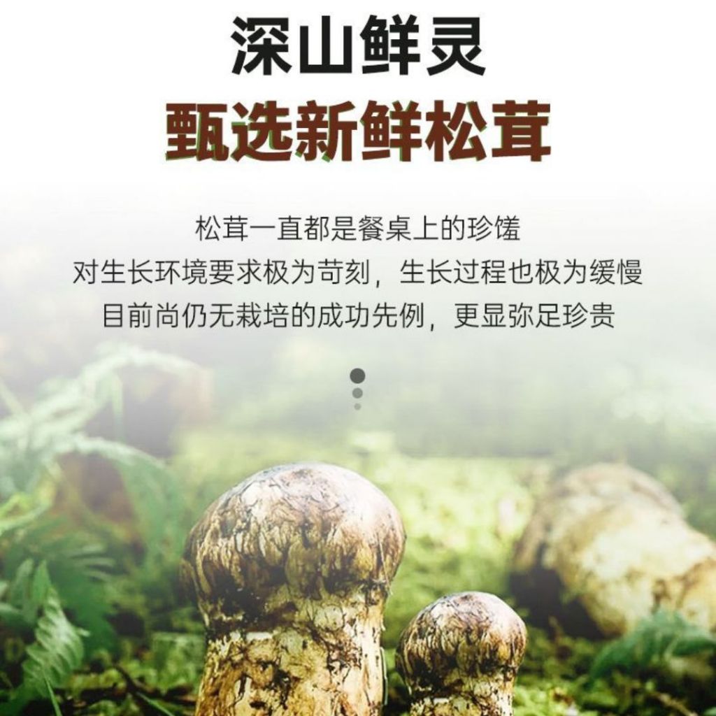 510g 无防腐剂 鲜美松茸鲜调味料 Matsutake Mushroom Cooking Seasoning Powder Preservative FREE